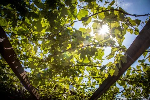Beautiful vine creeper Stock Photos