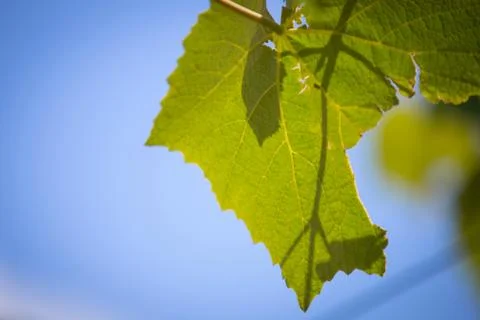 Beautiful vine creeper Stock Photos