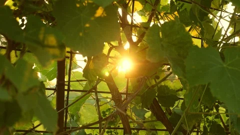 Beautiful vine with grapes. winemaking concept. grape business. beautiful Stock Footage 123716191