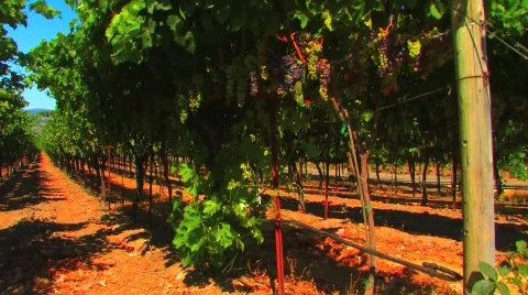 Beautiful Vineyard Stock Footage 545428