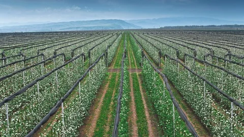 Beautiful Vineyard Landscape Video stock 88692977