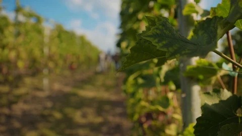 On beautiful vineyard multi-ethnic couple and proud farmer walking between grape Stock Footage 116990197