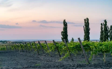 Beautiful Vineyard rows at sunset with trees in the background in Europe. Vin Stock Photos