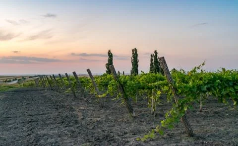 Beautiful Vineyard rows at sunset with trees in the background in Europe. Vin Stock Photos