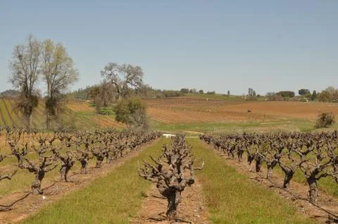 Beautiful vineyard in spring Foto stock