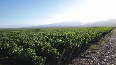 Beautiful vineyard in summer Stock Footage 117119799