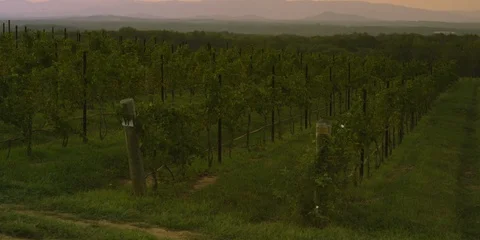 Beautiful vineyard at sunset Stock Footage 103821966