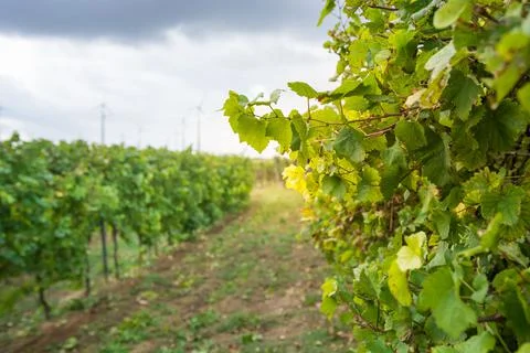Beautiful vineyard view from close Stock-Fotos