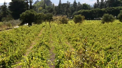 Beautiful Vineyards Stock Footage 850302