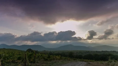Beautiful vineyards timelapse Stock-Footage 83412599
