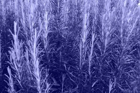 Beautiful violet abstract background made with young leaves. Bright juicy fre Stock Photos