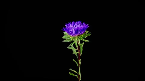 Beautiful Violet Aster Flower Opening Stock Footage 284013440