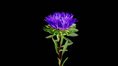 Beautiful Violet Aster Flower Opening Stock Footage 285519178