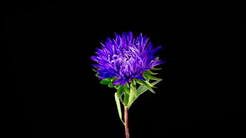 Beautiful Violet Aster Flower Opening Video stock 291847874