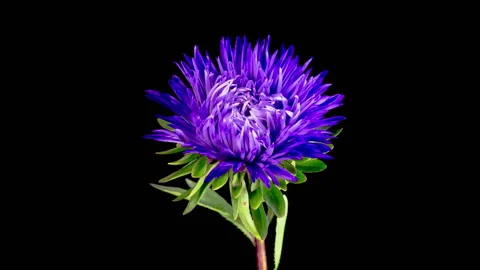 Beautiful Violet Aster Flower Opening Video stock 294362009
