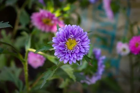 Beautiful violet Aster flower in tree Foto stock