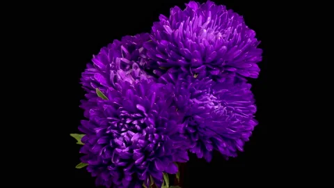 Beautiful Violet Aster Flowers Opening Vidéo 163535121