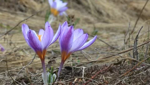 Beautiful violet crocus Vídeos de archivo 10897071
