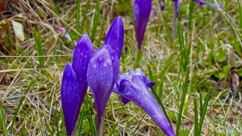 Beautiful violet crocuses Video stock 76004029