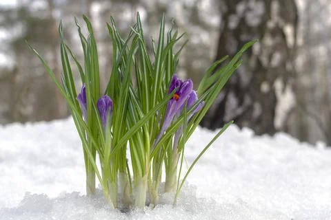 Beautiful violet crocuses in the snow in spring forest. Stock Photos