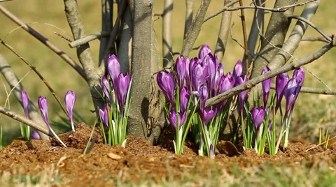 Beautiful violet crocuses in springtime Video stock 48577147