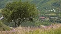 Beautiful violet field flowers close up, medicinal plants harvesting, herbal tea HD Footage