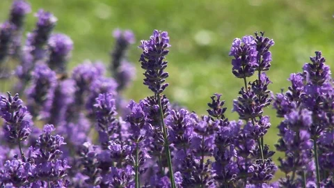 Beautiful Violet Fields Of Lavender 스톡 동영상 101767977