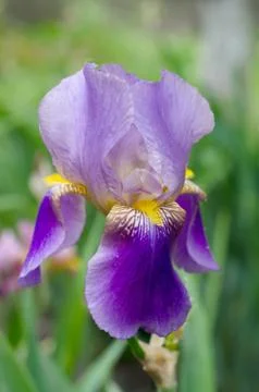 Beautiful violet Fleur De-lis flower, Iris blooming in the garden. Stock Photos