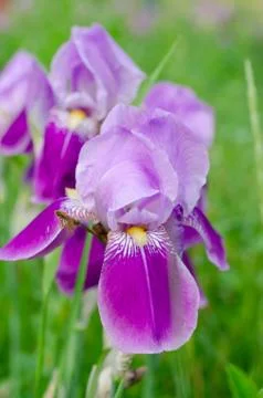 Beautiful violet Fleur De-lis flower, Iris blooming in the garden. Stock Photos