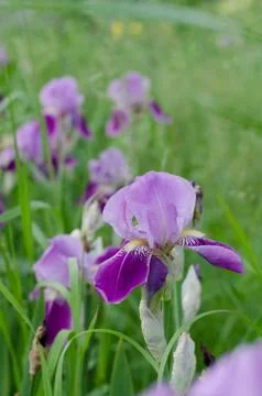 Beautiful violet Fleur De-lis flower, Iris blooming in the garden. Stock Photos