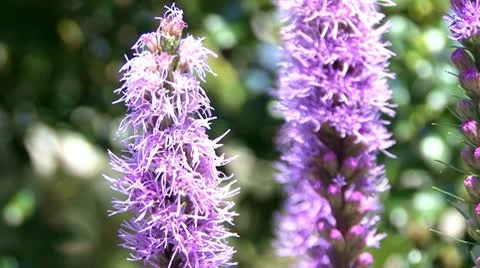 Beautiful violet flower Stock Footage 10182735
