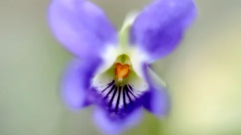 Beautiful Violet Flower Stock Footage 99116740