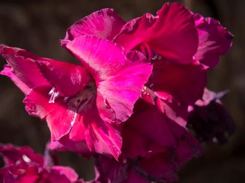 Beautiful violet flower. Stock Photos