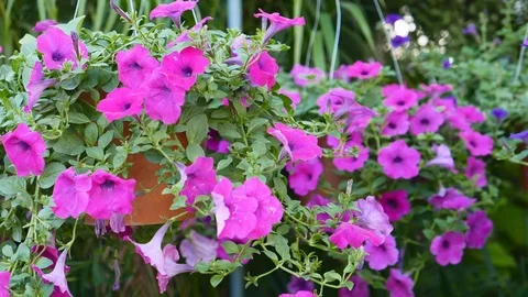 Beautiful violet flowers Stock Footage 71485082