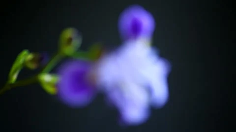 Beautiful violet iris flower Stock Footage 89800415
