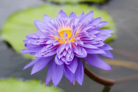 Beautiful violet lotus blossom in pond. Stock Photos