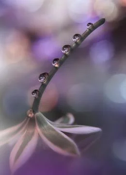 Beautiful Violet Nature Background.Abstract Spring Flowers.Art Design.Wallpaper. Stock Photos