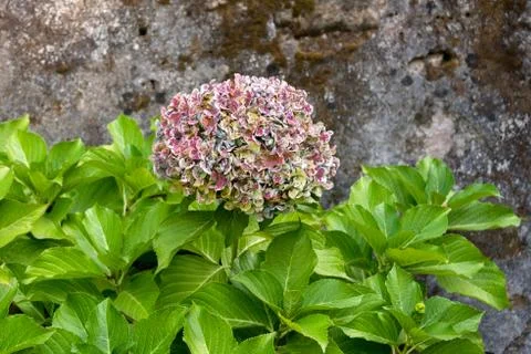 Beautiful violet spotted hydrangea or hortensia flower close up, flower in bl Stock Photos