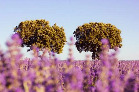 Beautiful violet spring landscape. Two deciduous green trees Blooming meadow Stock Photos