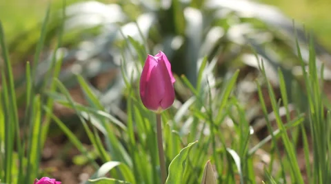 Beautiful violet tulip Stock Footage 38937508