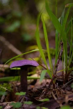 A beautiful violet web-cap growing in the forest during late summer. Stock Photos