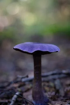 A beautiful violet web-cap growing in the forest during late summer. Stock Photos