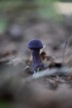 A beautiful violet web-cap growing in the forest during late summer. Stock Photos