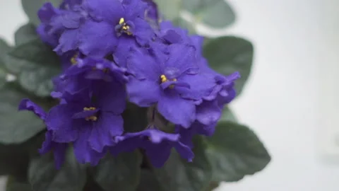 Beautiful violets with blurred background indoor. Growing plants at home Video stock 178516784