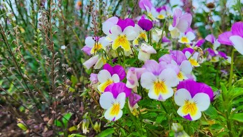 Beautiful violets Fotos de archivo