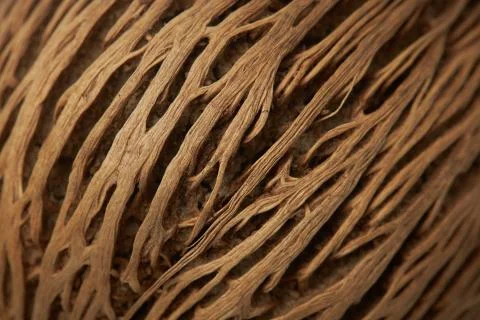 Beautiful volumetric texture of the outer shell of coconut, close-up Stock Photos
