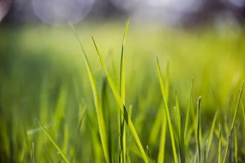 Beautiful waking landscape in the spring Stock Photos