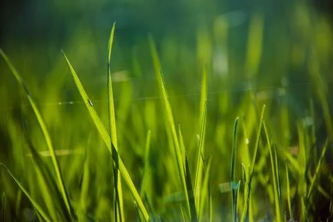 Beautiful waking landscape in the spring Stock Photos