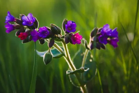 Beautiful waking landscape in the spring Stock Photos