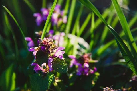 Beautiful waking landscape in the spring Stock Photos